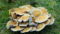 Pilzansammlung auf der Wiese