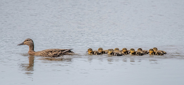 Mallard with its ducklings