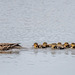 Mallard with its ducklings