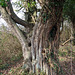 Ancient ivy-clad tree