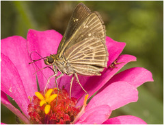 IMG 2925 Butterfly