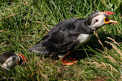Complaining Puffin