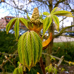 Horse chestnut