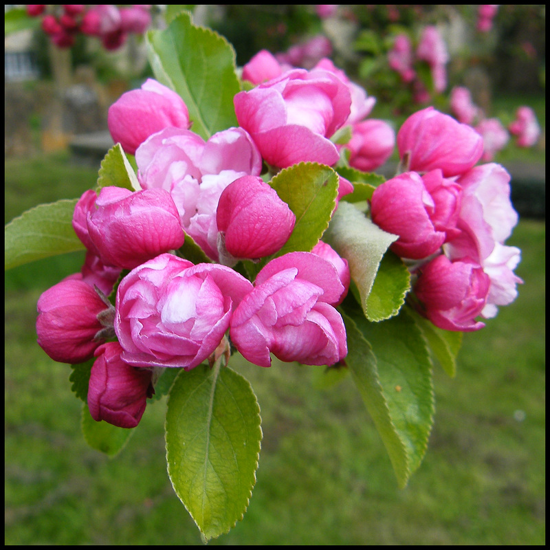 pink apple blossom