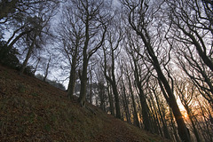 Beeches sunrise 1