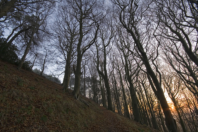 Beeches sunrise 1