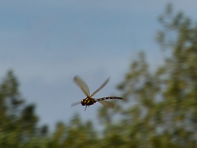 Migrant Hawker m (Aeshna mixta) DSB 1442