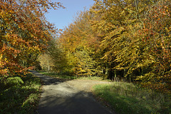 Forest lane in autumn, North Yorkshire