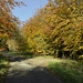 Forest lane in autumn, North Yorkshire