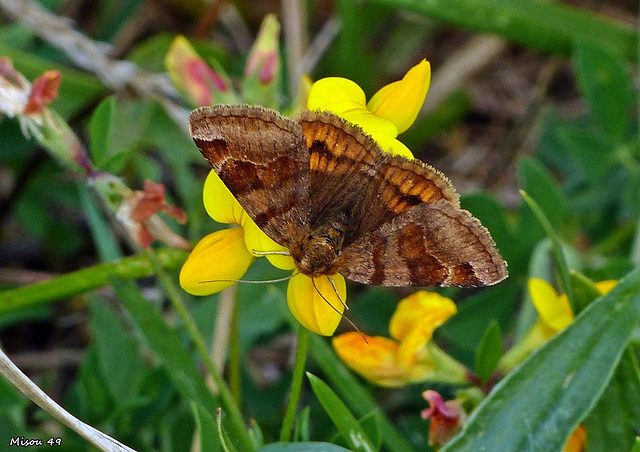 Papillon