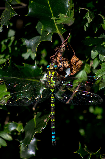 Southern Hawker Dragonfly