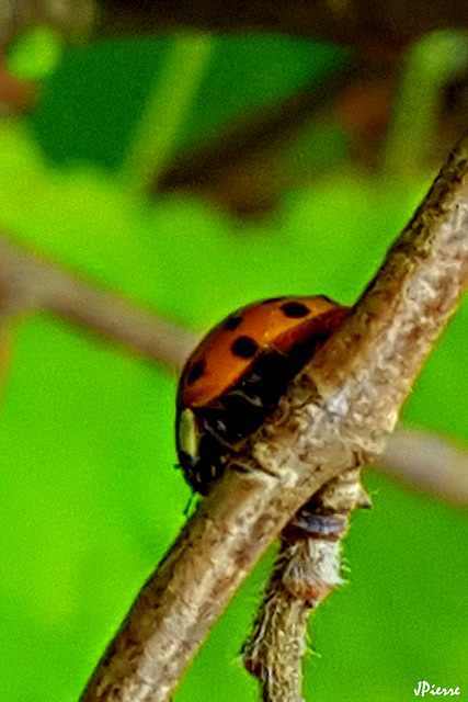 Coccinelle