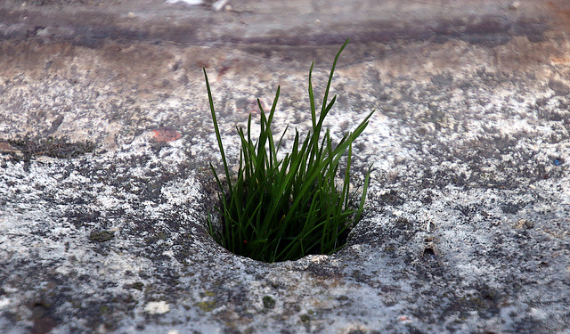 Un petit trou avec un peu de terre dans un appui de fenêtre et nous voilà ..