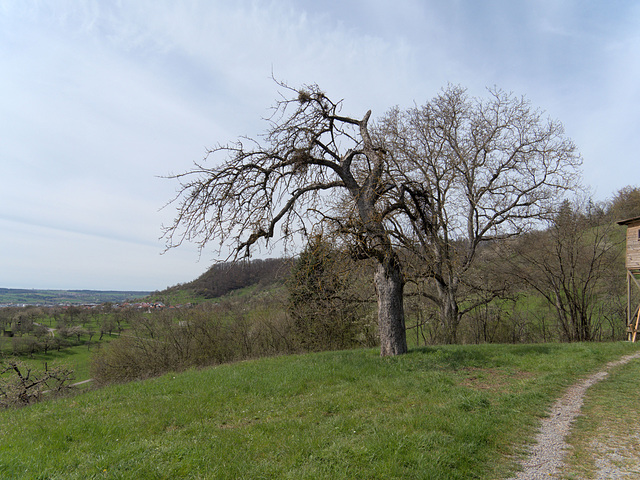 Habitatbaum?