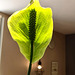 ANTHURIUM