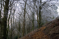 Beeches dawn rime