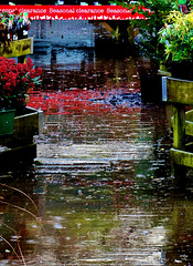 Garden Centre.....Wet and Cold