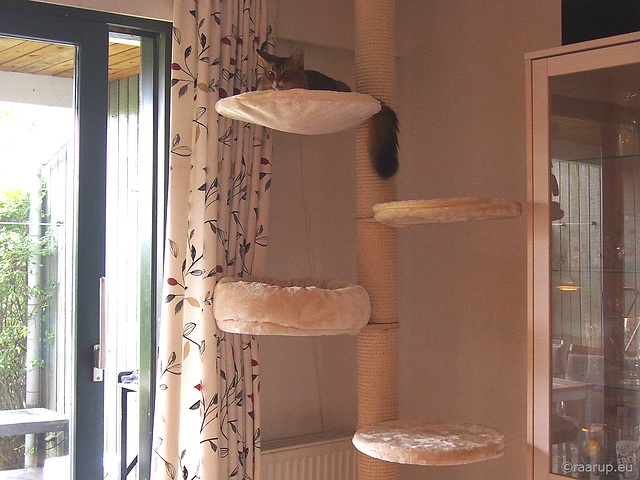 The new cat tree