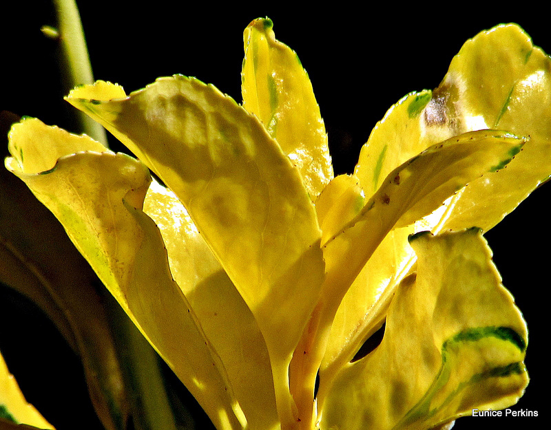 Yellow leaves.