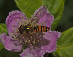 IMG_5783 Hoverfly