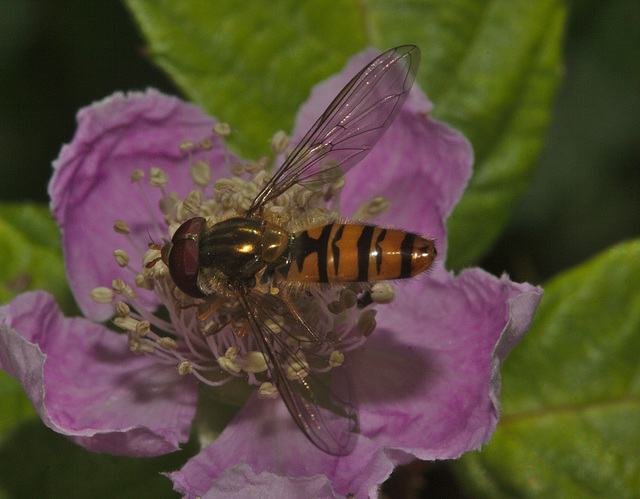 IMG_5783 Hoverfly