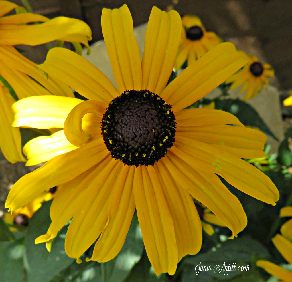 Rudbeckia fulgida 'Little Goldstar'  black-eyed susan.