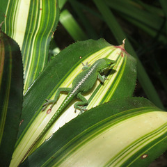 Anole with good camouflage