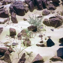 Es grünt in der Wüste - Sinai 1981