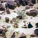 Es grünt in der Wüste - Sinai 1981