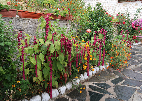 Amaranthus and marigold in the church garden