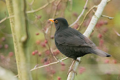 Blackbird (5)