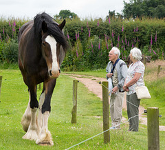 Shire horse (5)