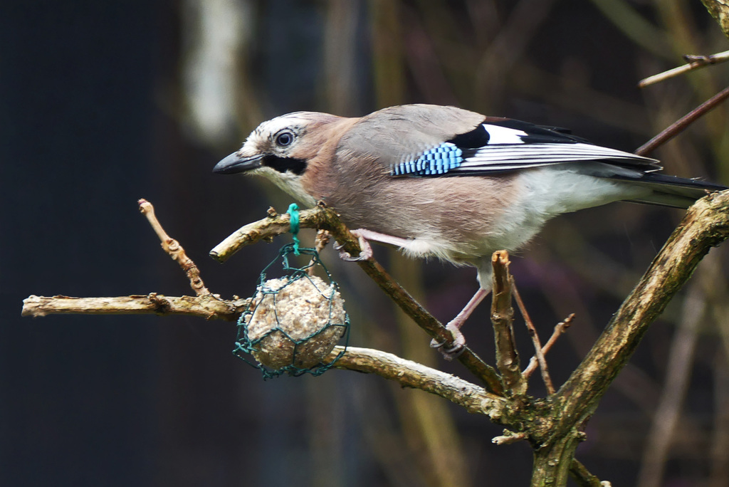 Hoher Besuch im Garten: Eichelhäher