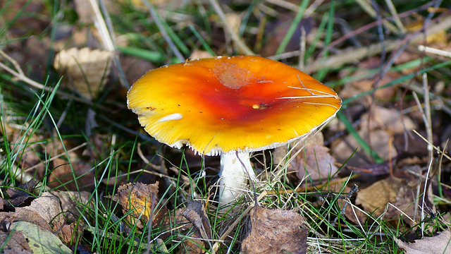 Amanita muscaria II