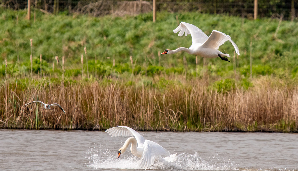 Swans