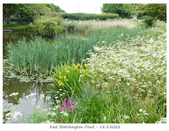 East Blatchington Pond 18 5 2022