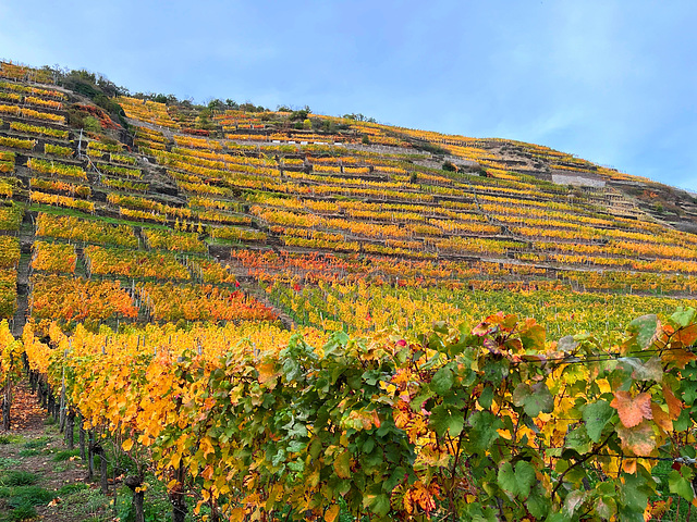 Herbst bei Walporzheim