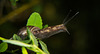 Man muss schon mal nachschauen,was sich im Nachbar seinen Garten abspielt :))  You have to check what's going on in your neighbor's garden :))  Vous devez vérifier ce qui se passe dans le jardin de votre voisin :))