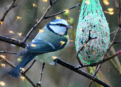 Blaumeise hinter dem Fenster