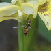 5T2A4459-CR3 DxO DeepPRIME -1Hoverflyv3