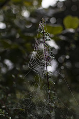 Altweibersommer Altweibersommer