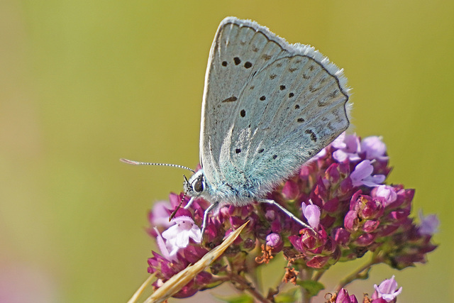 Ein gefährdeter Bläuling - An endangered blue butterfly