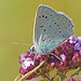 Ein gefährdeter Bläuling - An endangered blue butterfly