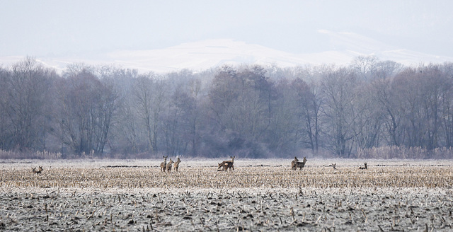 petit matin d'hiver...