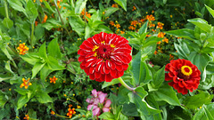 Landesgartenschau 2016 Landesgartenschau 2016