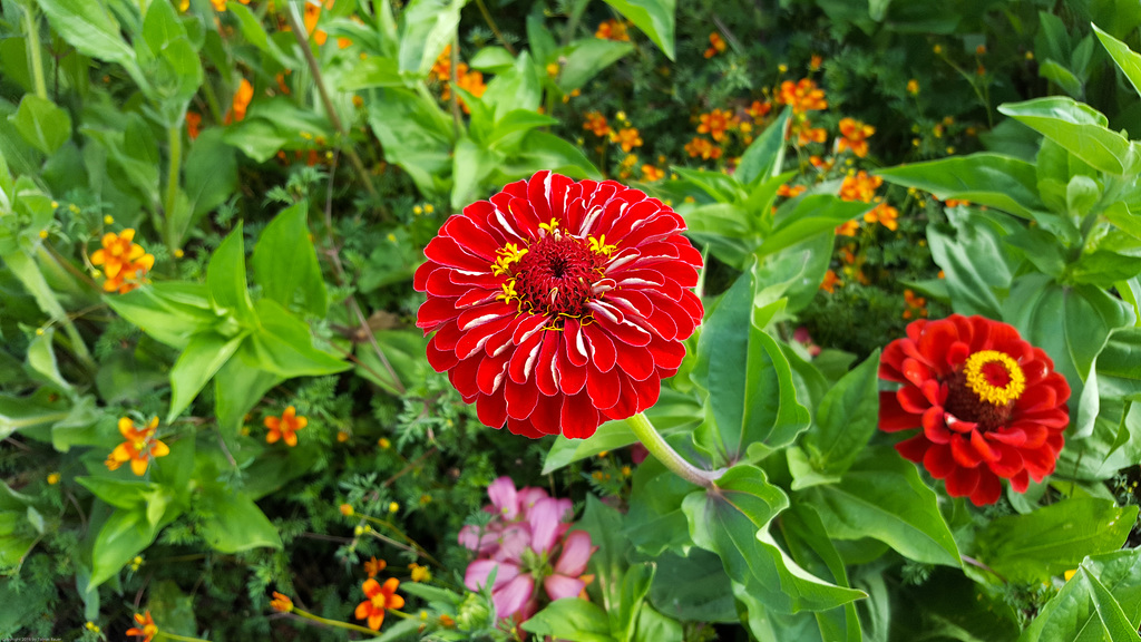 Landesgartenschau 2016