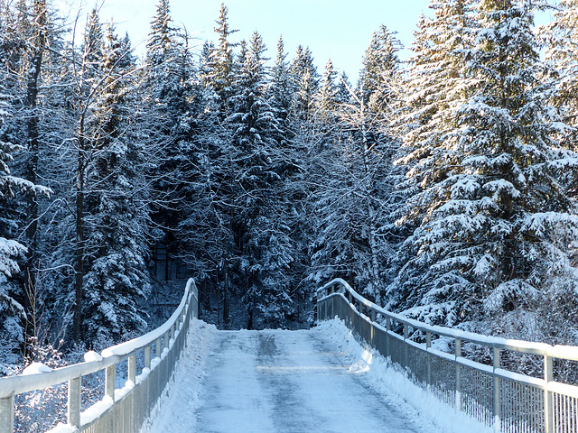 Winter walk in the park