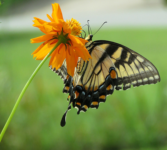 Winged Guests  ~