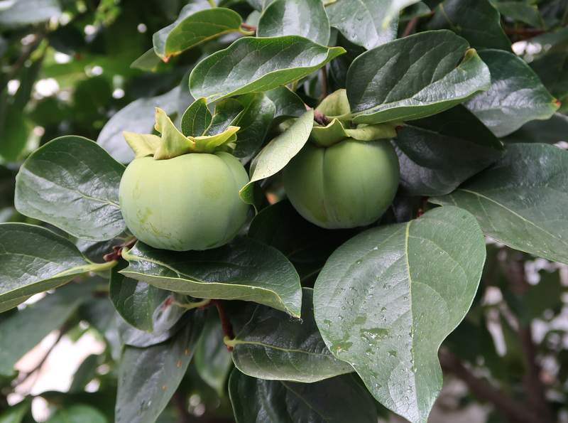 Unripe persimmon