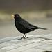 Blackbird waiting for crumbs